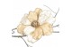 Magnolia flower on clip